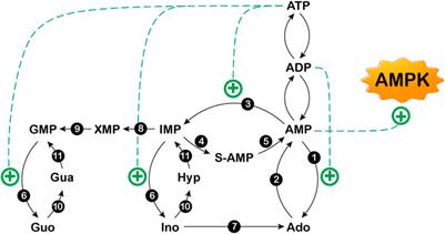 Metabolic Aspects of Adenosine Functions in the Brain